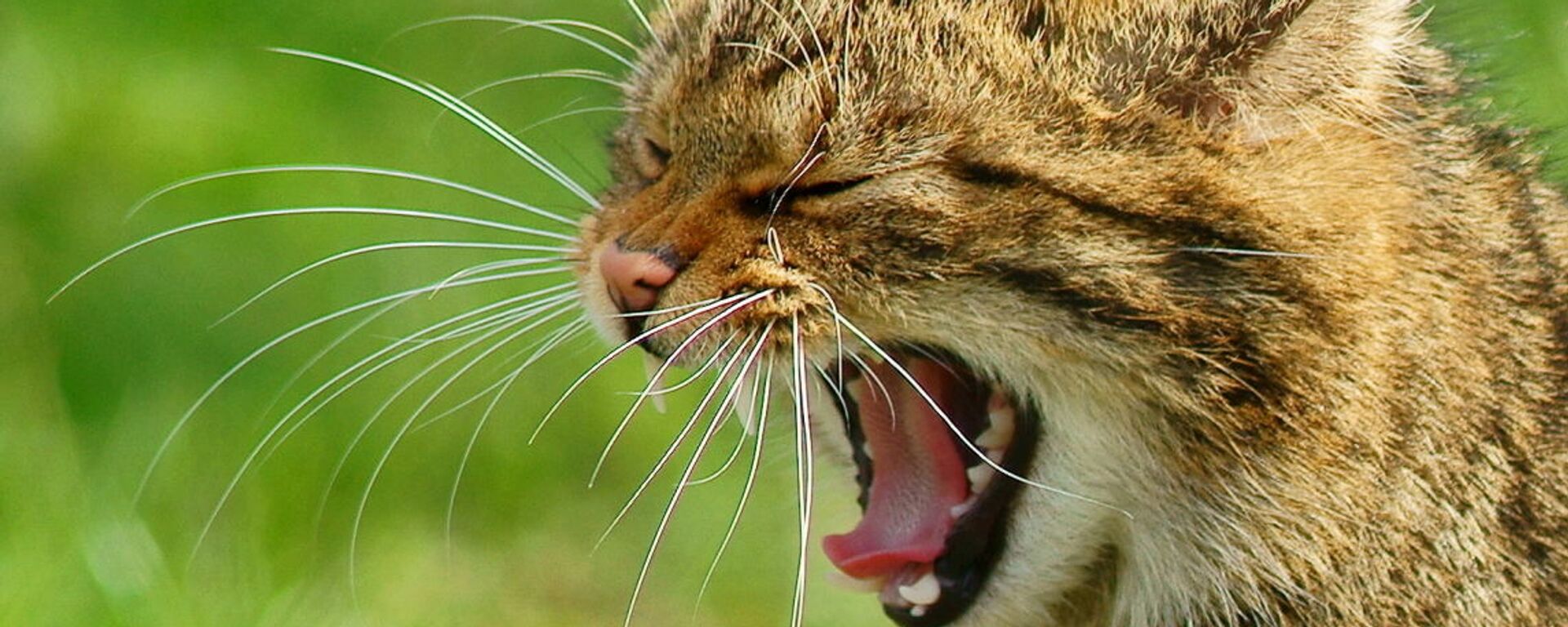 Un gato silvestre - Sputnik Mundo, 1920, 28.11.2021