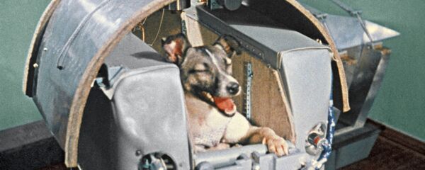 Laika, el primer ser vivo terrestre en orbitar la Tierra, durante una prueba en 1957 - Sputnik Mundo
