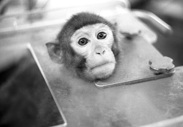 Los detalles sobre la misión espacial rusa que llevará animales donde jamás estuvieron - Sputnik Mundo