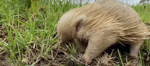 Equidna albino - Sputnik Mundo