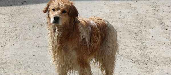 Un perro, foto de archivo Un perro, foto de archivo - Sputnik Mundo