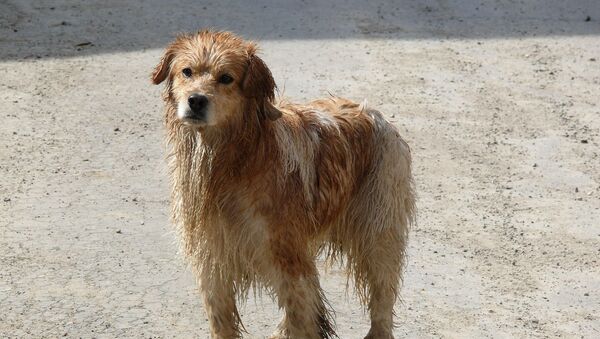 Un perro, foto de archivo Un perro, foto de archivo - Sputnik Mundo
