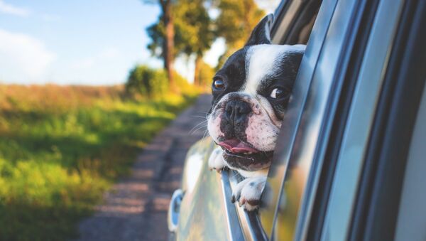 Un perro en el auto - Sputnik Mundo