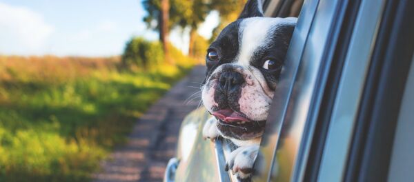 Un perro en el auto - Sputnik Mundo