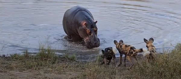 Hienas, perros salvajes y un hipopótamo se enfrentan en una 'batalla real' por un impala - Sputnik Mundo