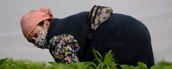 Una mujer trabaja en el campo (imagen referencial) - Sputnik Mundo