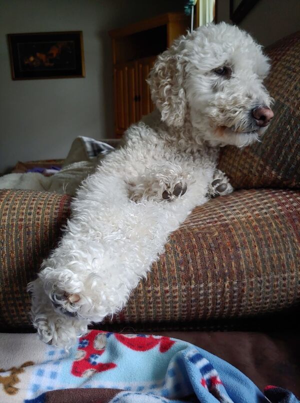 ¿Qué pasa con sus patas? Un perrito 'mutante' deja perplejos a los internautas | Foto - Sputnik Mundo