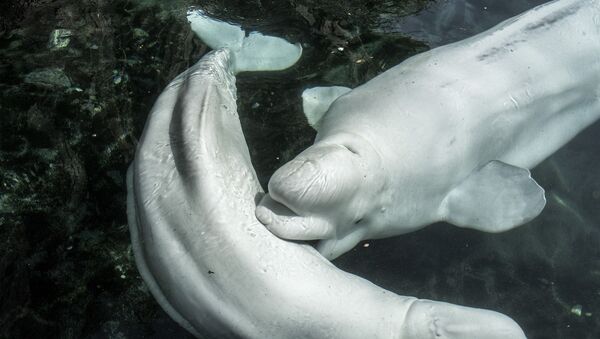 Dos belugas, referencial - Sputnik Mundo