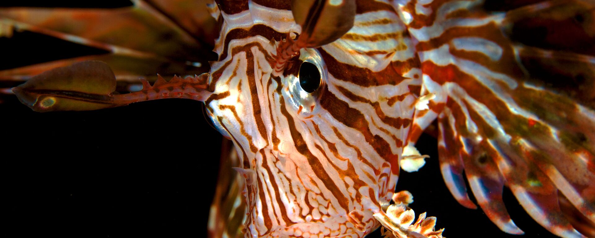 Pez cebra danio (archivo) - Sputnik Mundo, 1920, 29.05.2020