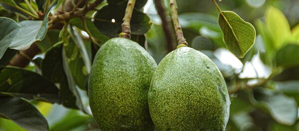 Aguacates  - Sputnik Mundo