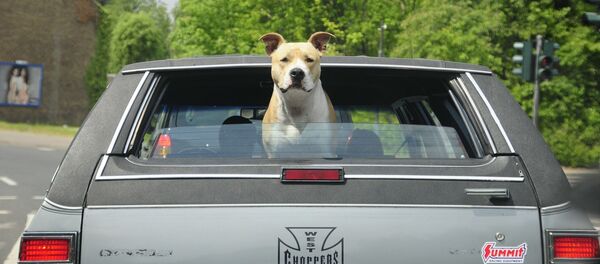 Un perro en un coche - Sputnik Mundo