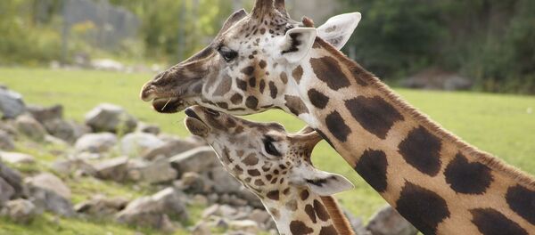 Dos jirafas - Sputnik Mundo