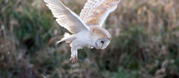 Lechuza común - Sputnik Mundo