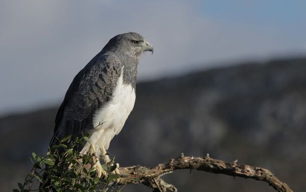 Aguila mora - Sputnik Mundo
