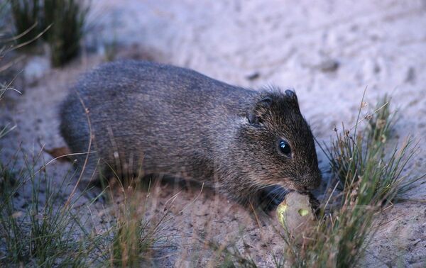 Apereá - Sputnik Mundo