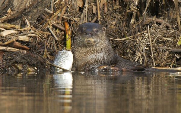 Lobito de río - Sputnik Mundo