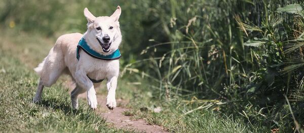 Un perro - Sputnik Mundo