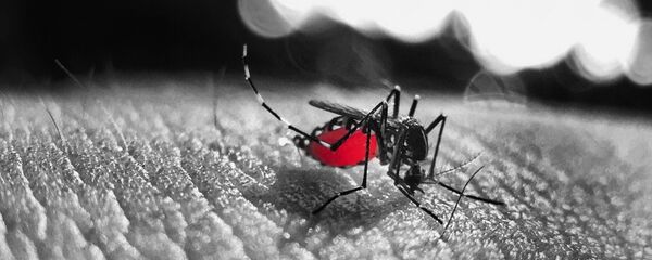 Un mosquito (imagen referencial) - Sputnik Mundo