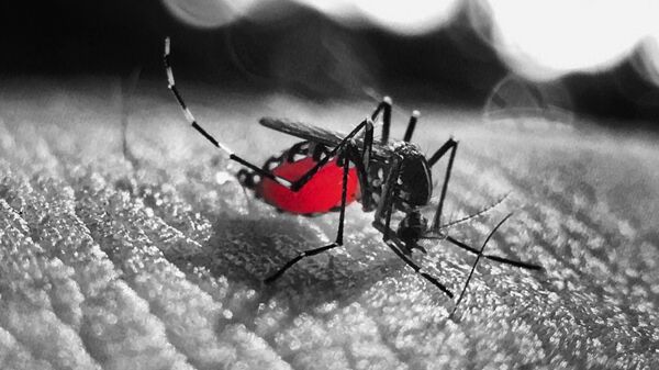 Un mosquito (imagen referencial) - Sputnik Mundo