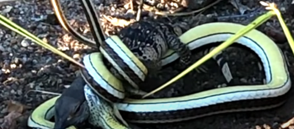 Lucha a muerte entre dos reptiles, ¿quién ganará? - Sputnik Mundo