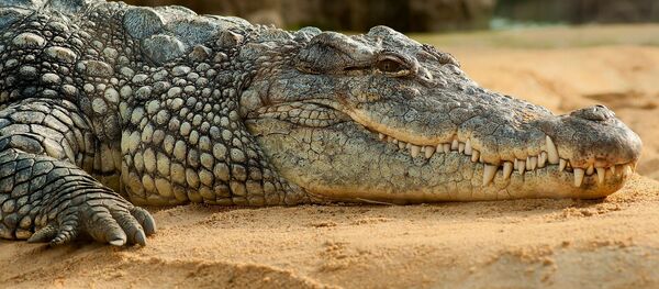 Un cocodrilo - Sputnik Mundo