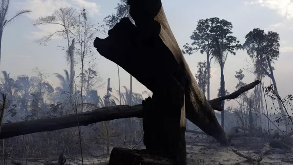Incendios forestales en la Amazonía