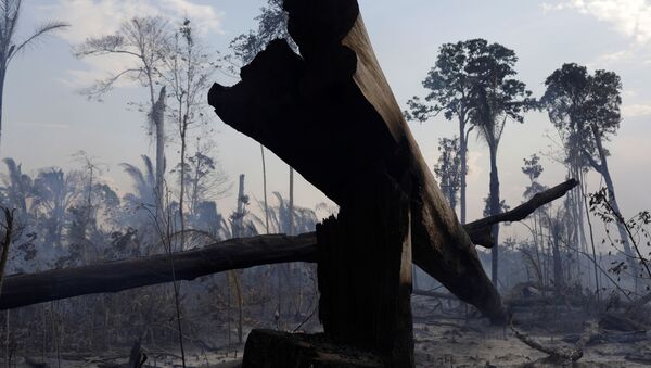 Incendios forestales en la Amazonía - Sputnik Mundo