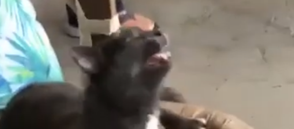 Tu dosis diaria de ternura: un gatito no puede parar de estornudar - Sputnik Mundo