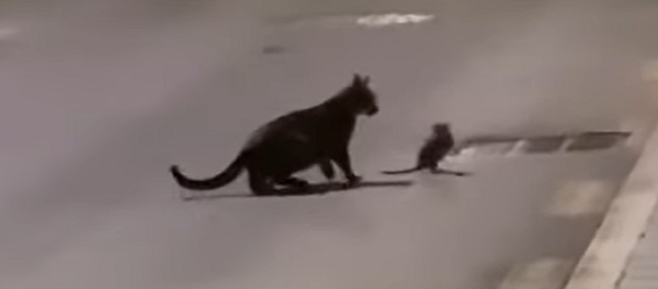 Una rata le planta cara a un gato con trucos al estilo ninja - Sputnik Mundo