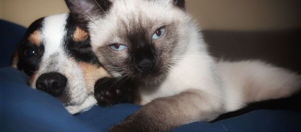 Un perro y un gato (imagen referencial) - Sputnik Mundo