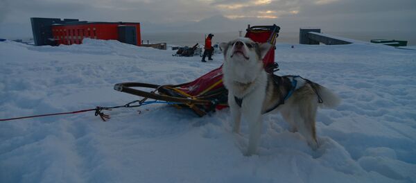Un área de permafrost (imagen referencial) - Sputnik Mundo