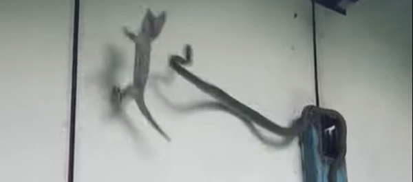 El ataque de una serpiente lanza a un geco a un cubo de agua - Sputnik Mundo