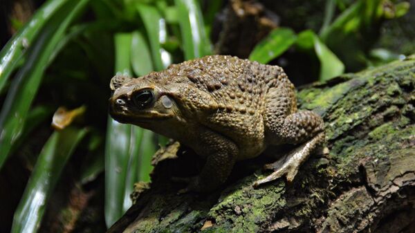 Sapo de caña (Rhinella marina) - Sputnik Mundo