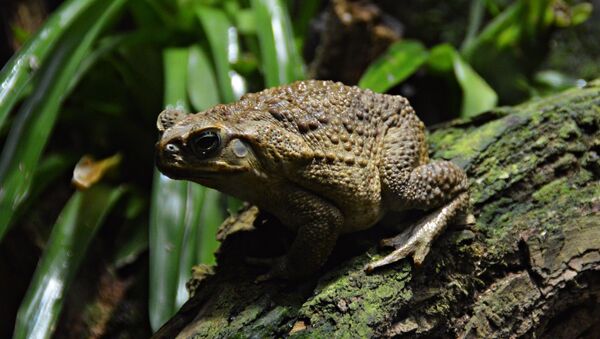 Sapo de caña (Rhinella marina) - Sputnik Mundo