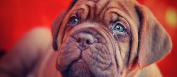 Cachorro de dogo de Burdeos (imagen de archivo) - Sputnik Mundo