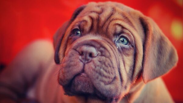 Cachorro de dogo de Burdeos (imagen de archivo) Cachorro de dogo de Burdeos (imagen de archivo) - Sputnik Mundo