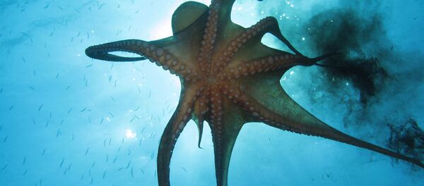 El asombroso mundo animal de los océanos - Sputnik Mundo