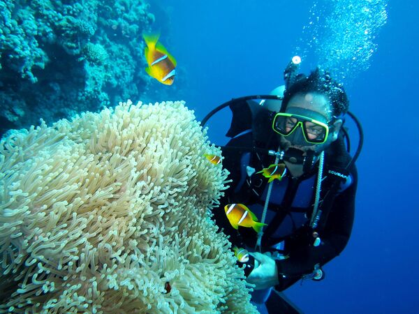 El asombroso mundo animal de los océanos - Sputnik Mundo