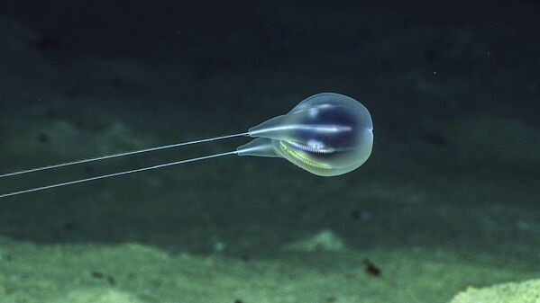 El asombroso mundo animal de los océanos - Sputnik Mundo