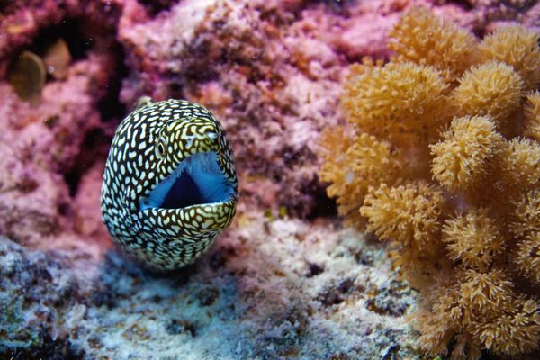 El asombroso mundo animal de los océanos - Sputnik Mundo