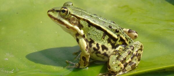 Una rana comestible - Sputnik Mundo
