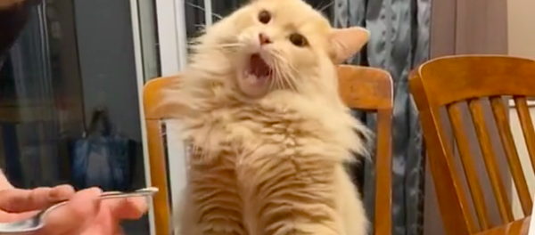 Un gato come helado - Sputnik Mundo