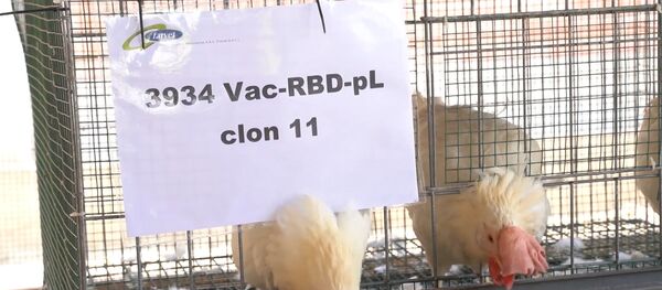 Científicos de Perú usan pollos y alpacas para testar una vacuna contra el COVID-19 Científicos de Perú usan pollos y alpacas para testar una vacuna contra el COVID-19 - Sputnik Mundo