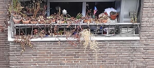 Balcón con macetas secas  - Sputnik Mundo