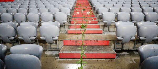 Una planta en un estadio de fútbol - Sputnik Mundo