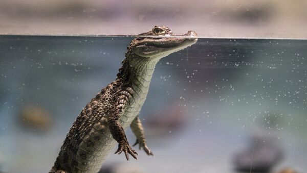 Un cocodrilo, foto de archivo Un cocodrilo, foto de archivo - Sputnik Mundo