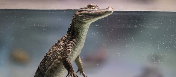 Un cocodrilo, foto de archivo - Sputnik Mundo