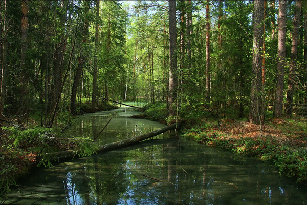 Uno de los innumerables ríos pintorescos y sin nombre en la región de Meschera, en Rusia central. - Sputnik Mundo