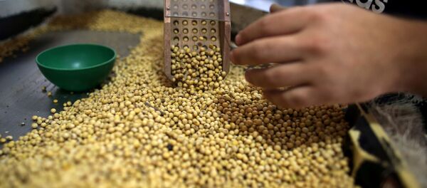 Producción de soja en Argentina - Sputnik Mundo