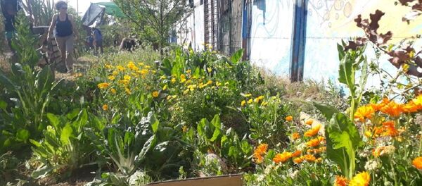 Huerto Comunitario La Berenjena Huerto Comunitario La Berenjena - Sputnik Mundo